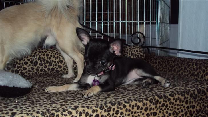 Chihuahua Annabell billede 12