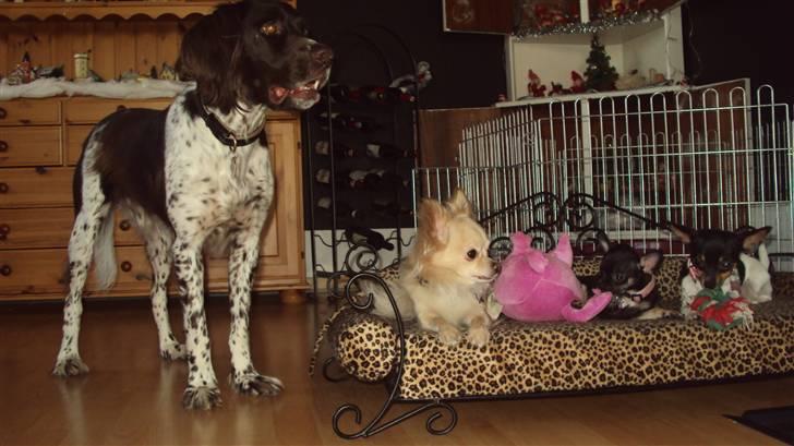 Chihuahua Annabell - hygge time billede 13