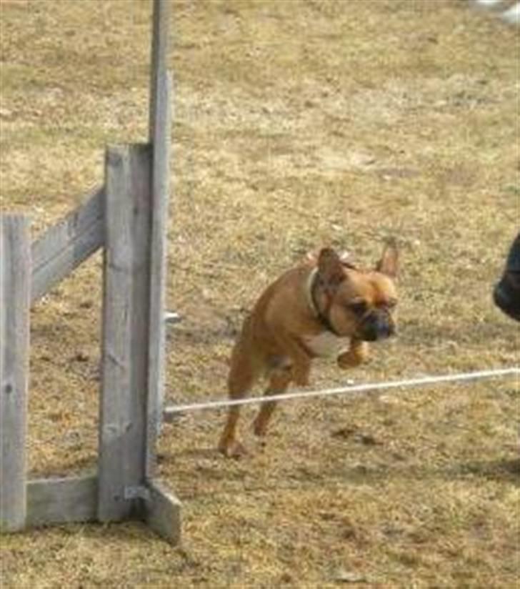 Fransk bulldog Enzo - Nu også som agility hund :) billede 12
