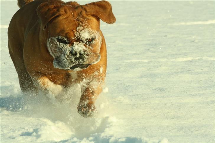 Dogue de bordeaux samia (Himmelhund) billede 19