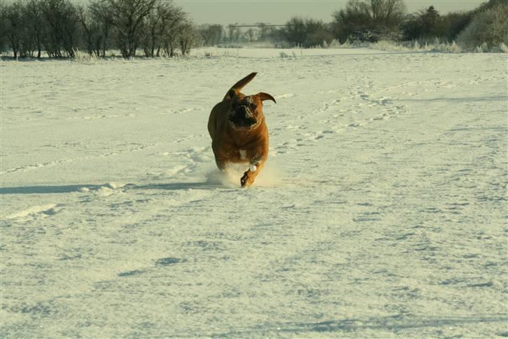 Dogue de bordeaux samia (Himmelhund) billede 20