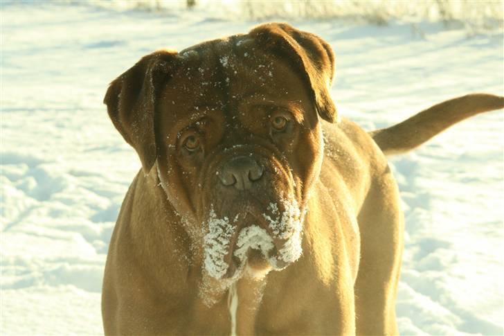 Dogue de bordeaux kaila  billede 17