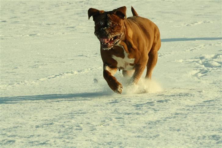 Dogue de bordeaux kaila  billede 18