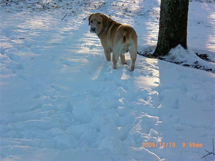 Labrador retriever Buster (himmelhund) billede 12