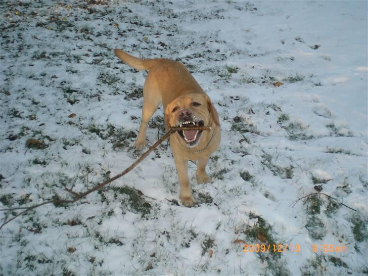 Labrador retriever Buster (himmelhund) billede 13