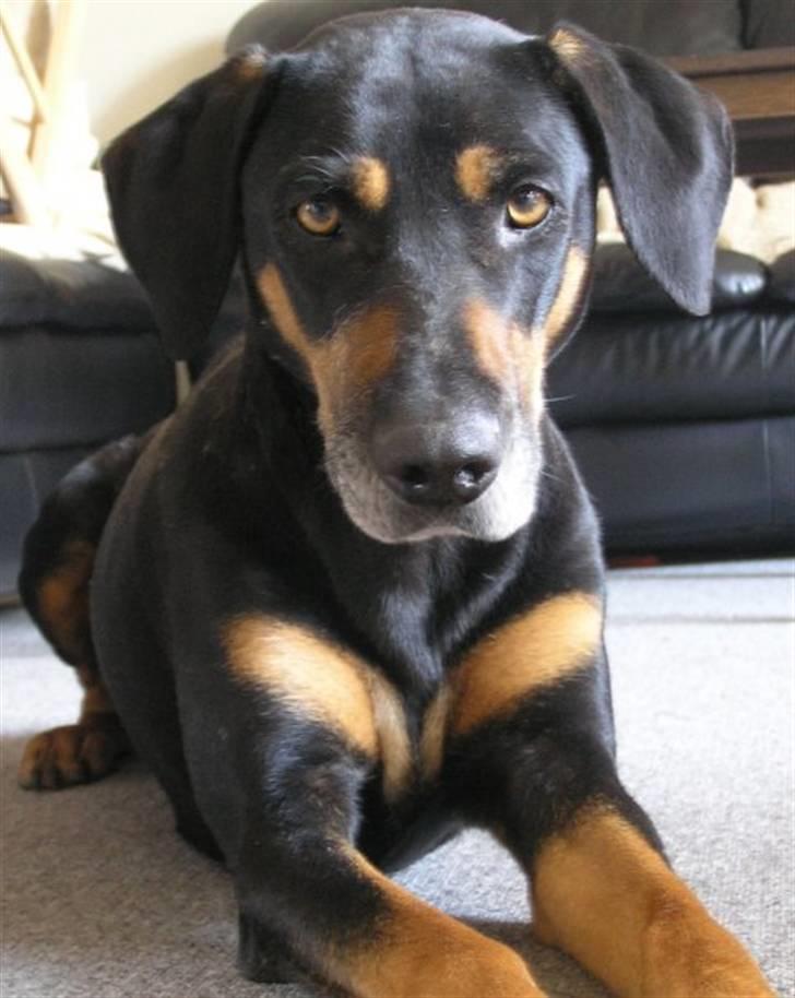 Blanding af racer Thyra - Thyra i alderen ca. 5 år billede 1