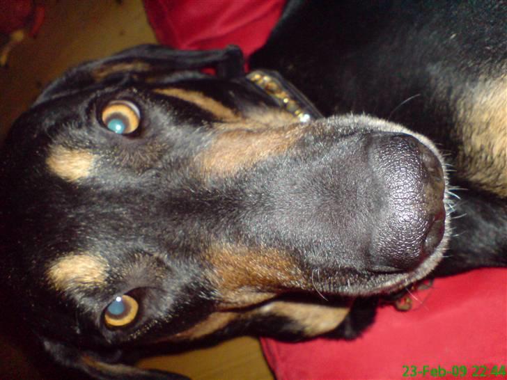 Blanding af racer Thyra billede 2