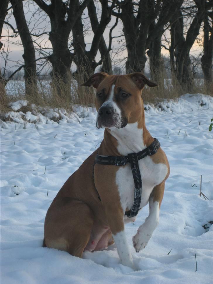 Amerikansk staffordshire terrier Tiggi billede 13