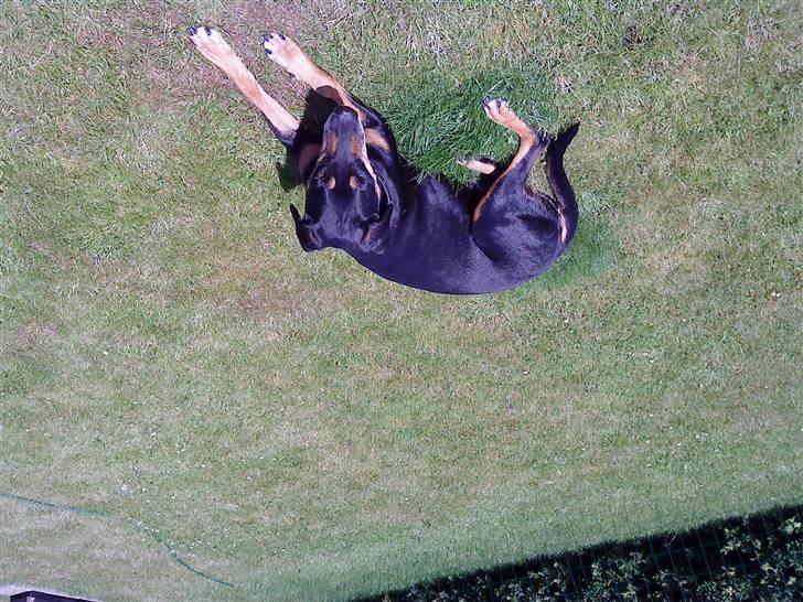 Blanding af racer Thyra billede 3