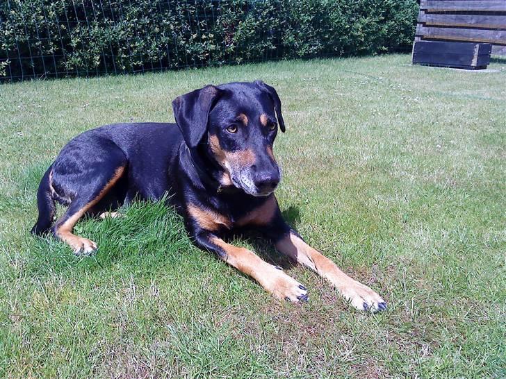 Blanding af racer Thyra - Thyra i sommers 2009 i kolonihaven billede 4