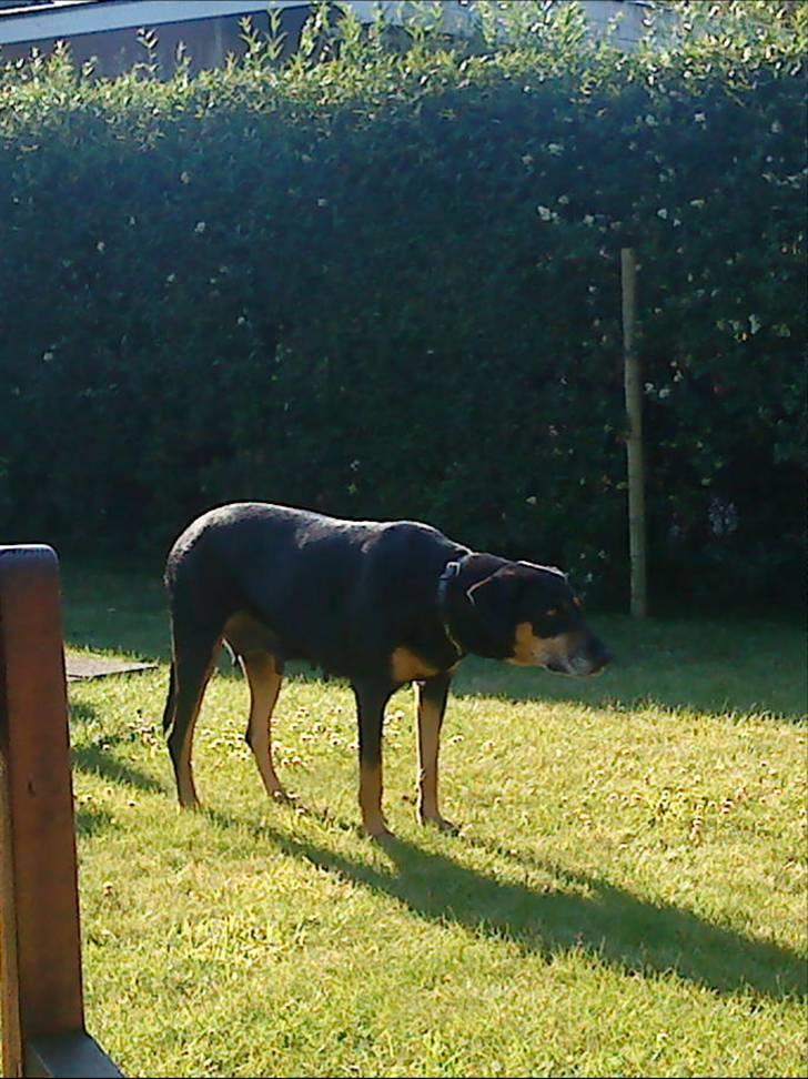 Blanding af racer Thyra billede 5