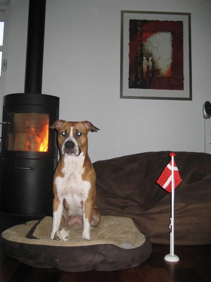 Amerikansk staffordshire terrier Tiggi - Tiggi´s 1 års fødselsdag billede 14