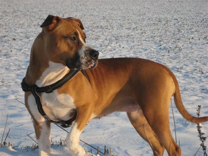 Amerikansk staffordshire terrier Tiggi - kanon billede billede 15