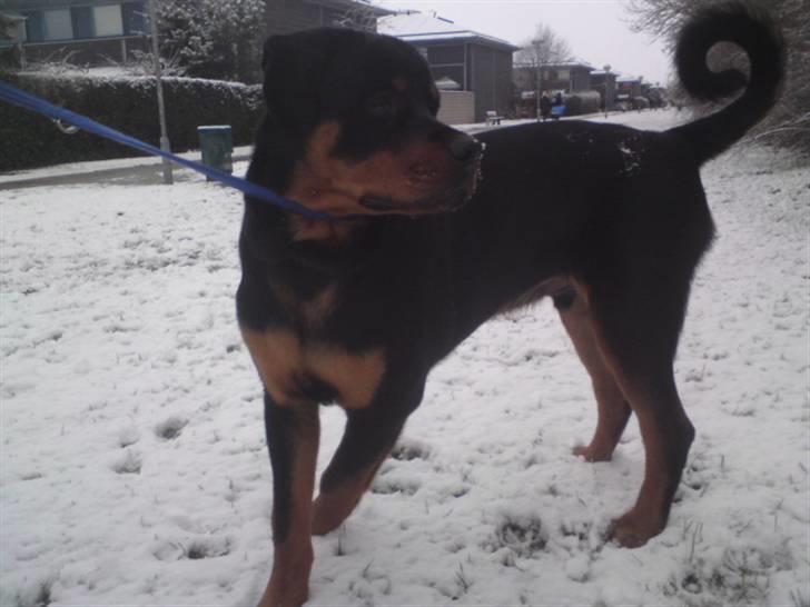 Rottweiler Jackson *R.I.P 29/12-09* - Smukke dreng!  billede 1