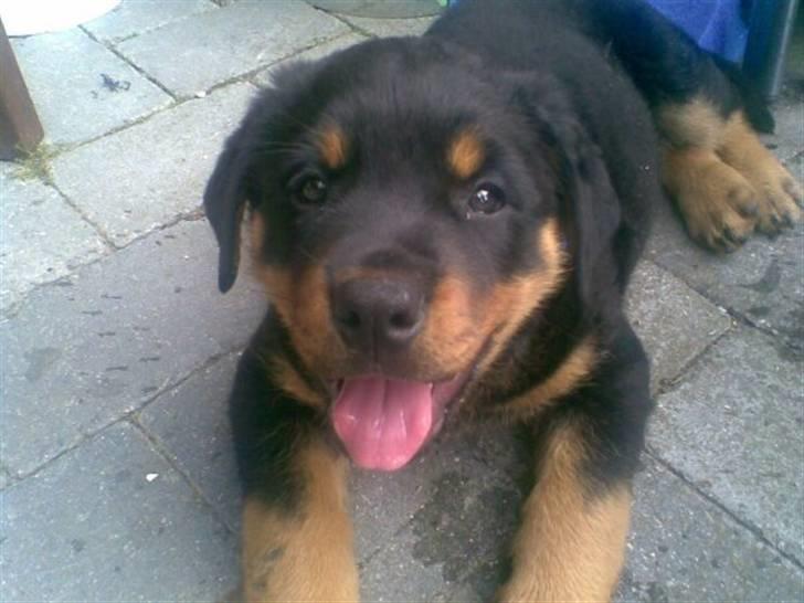 Rottweiler Jackson *R.I.P 29/12-09* - lige da vi havde fået ham :) billede 2