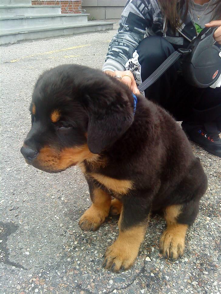 Rottweiler Jackson *R.I.P 29/12-09* - lidt efter vi havde fået ham (: en lille bamse han er billede 3