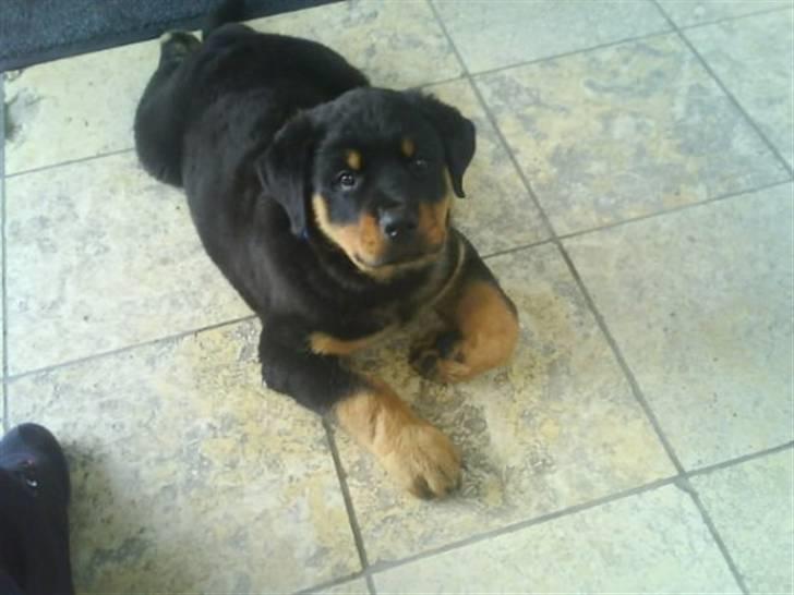 Rottweiler Jackson *R.I.P 29/12-09* - Jackson <3 billede 4