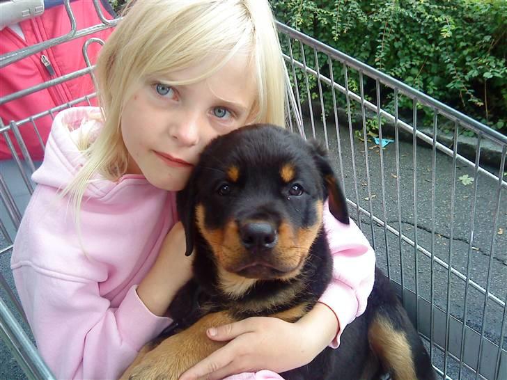 Rottweiler Jackson *R.I.P 29/12-09* - Min mindste datter og Jacskon køre i indkøbsvogn :) billede 5