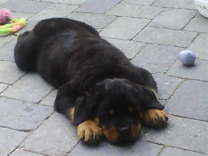 Rottweiler Jackson *R.I.P 29/12-09* - en uge efter vi havde fået ham :) han var så sød billede 6