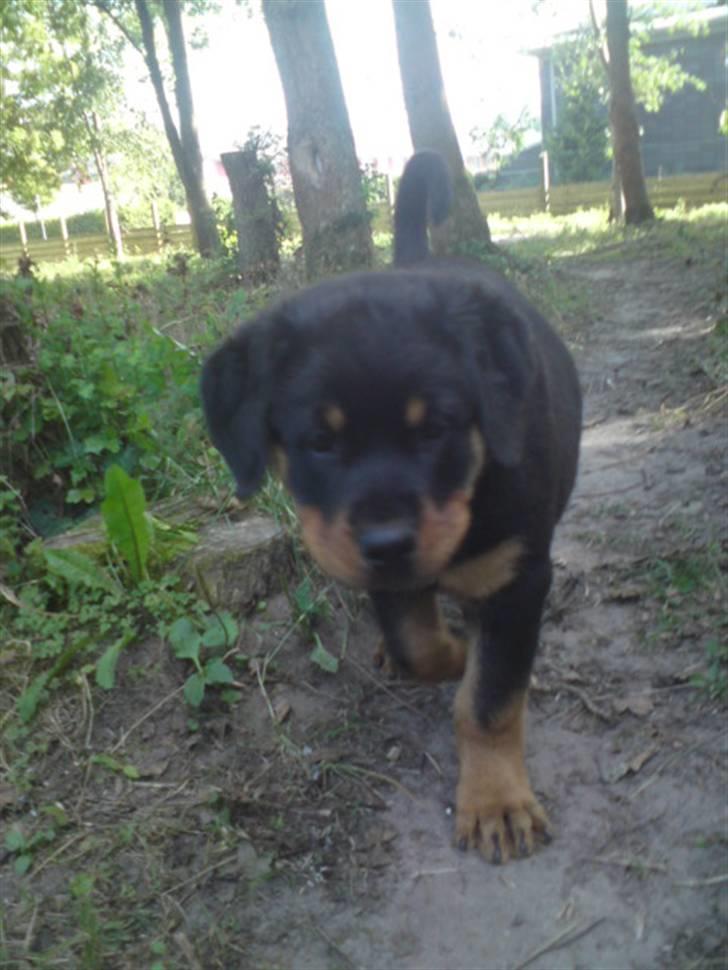 Rottweiler Jackson *R.I.P 29/12-09* - så kommer den store dreng :) billede 7