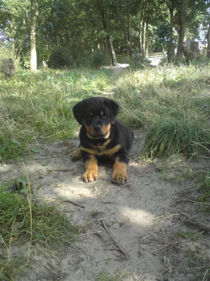 Rottweiler Jackson *R.I.P 29/12-09* - nu gad han ik gå længere :) haha billede 8