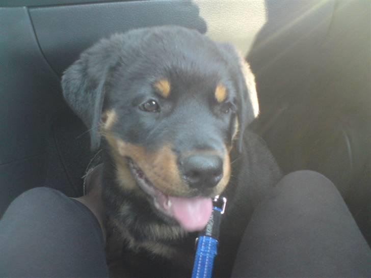 Rottweiler Jackson *R.I.P 29/12-09* - på vej til hunde træning  billede 9