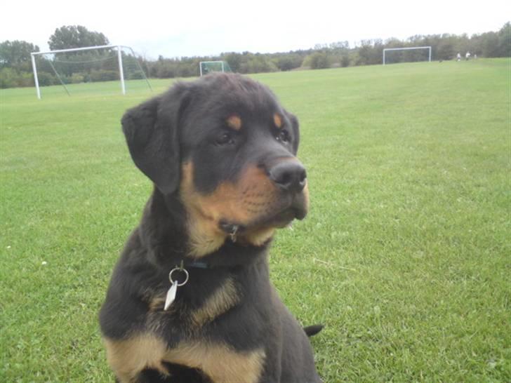 Rottweiler Jackson *R.I.P 29/12-09* - ude på den store fodbold bane  billede 10