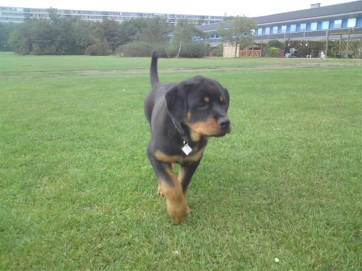 Rottweiler Jackson *R.I.P 29/12-09* - kom så min dreng :D billede 11