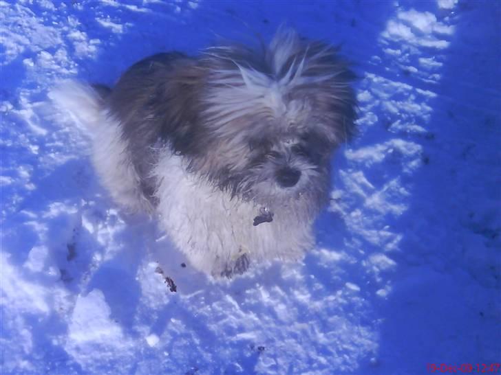 Lhasa apso werner billede 6