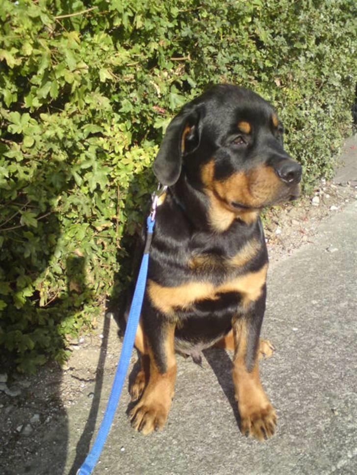 Rottweiler Jackson *R.I.P 29/12-09* - venter på mor kommer..  billede 12