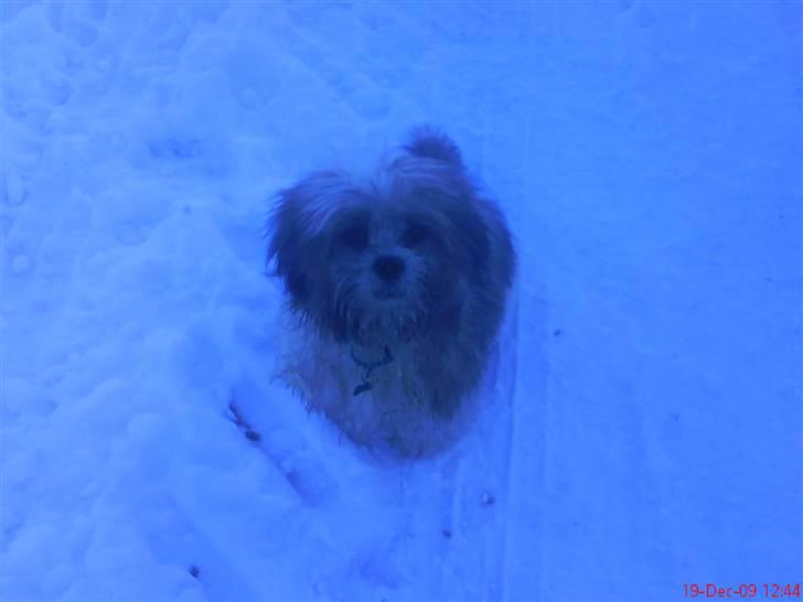 Lhasa apso werner - Skønt at være med hos hestene og lege i sneen.. billede 7