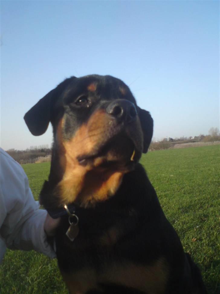 Rottweiler Jackson *R.I.P 29/12-09* - Store dreng :) vi elsker dig billede 14