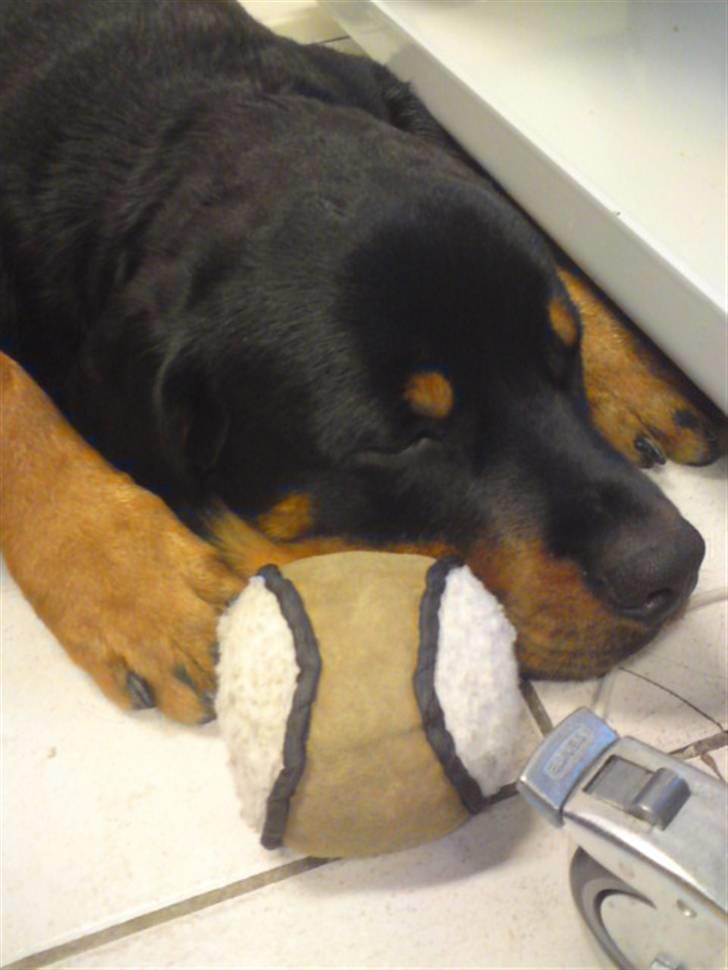 Rottweiler Jackson *R.I.P 29/12-09* - Jackson sover  billede 15
