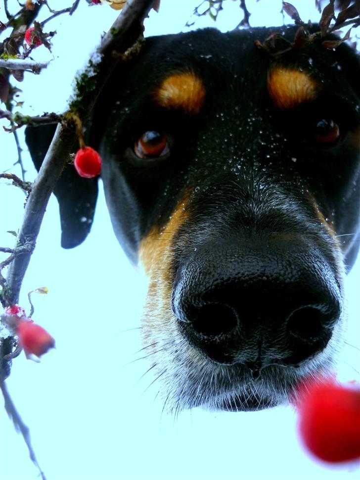 Blanding af racer Nico billede 16