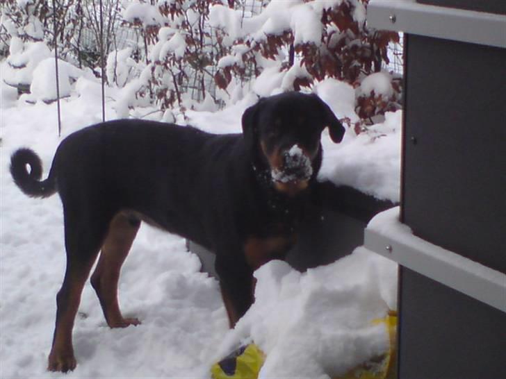 Rottweiler Jackson *R.I.P 29/12-09* - ude og lave ballade i haven :D billede 16