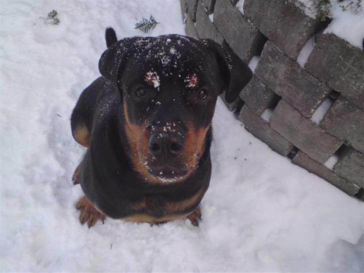 Rottweiler Jackson *R.I.P 29/12-09* - BABY FJÆS ! :D  billede 17