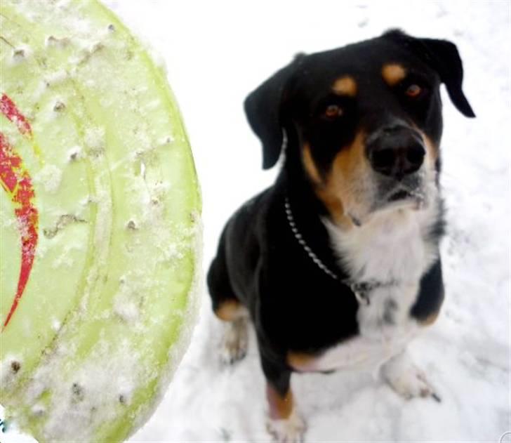 Blanding af racer Nico billede 17