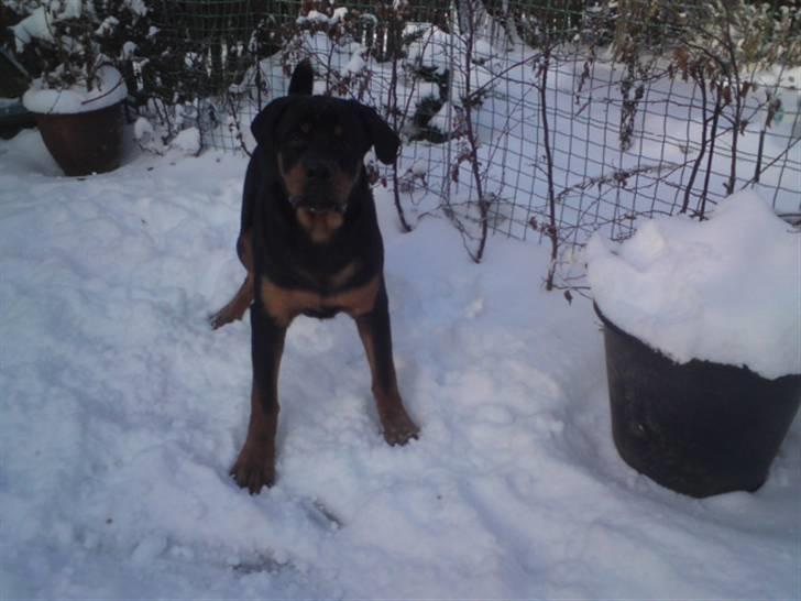 Rottweiler Jackson *R.I.P 29/12-09* - uuuuhha en bisse :D han elsker at lege i sne billede 18