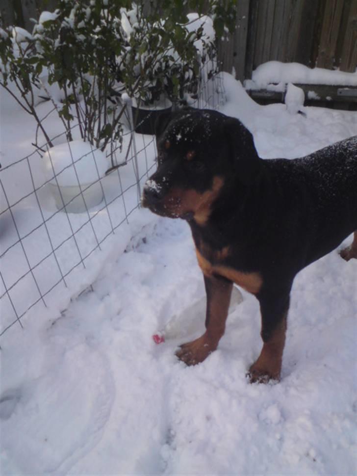 Rottweiler Jackson *R.I.P 29/12-09* - så smuk vores bisse er :) billede 19