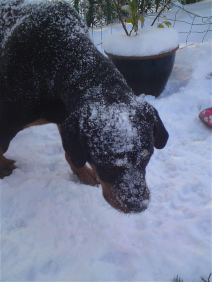 Rottweiler Jackson *R.I.P 29/12-09* - så fik jackson sne :D billede 20