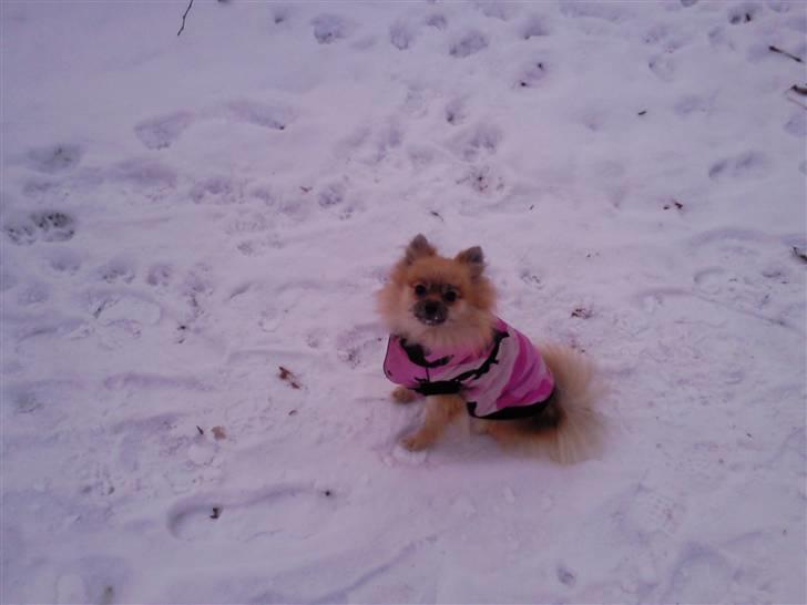 Pomeranian freja billede 2