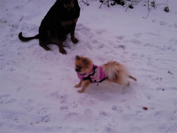 Pomeranian freja billede 3