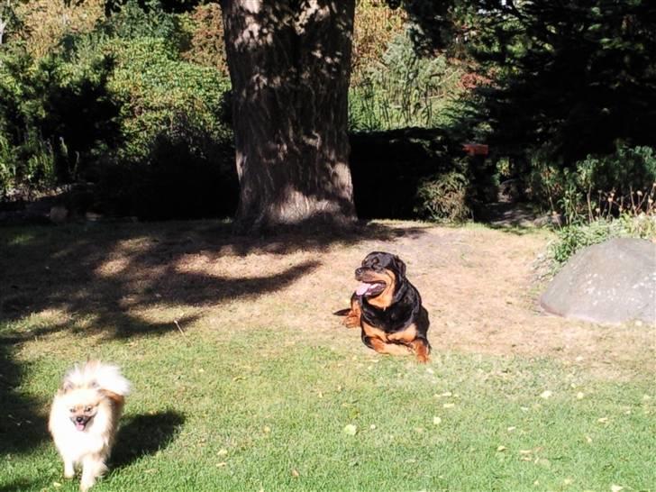 Pomeranian freja billede 4