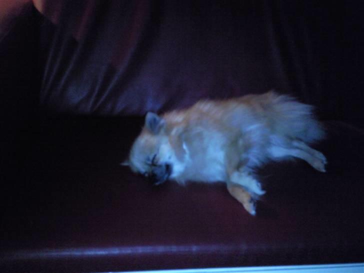 Pomeranian freja billede 5