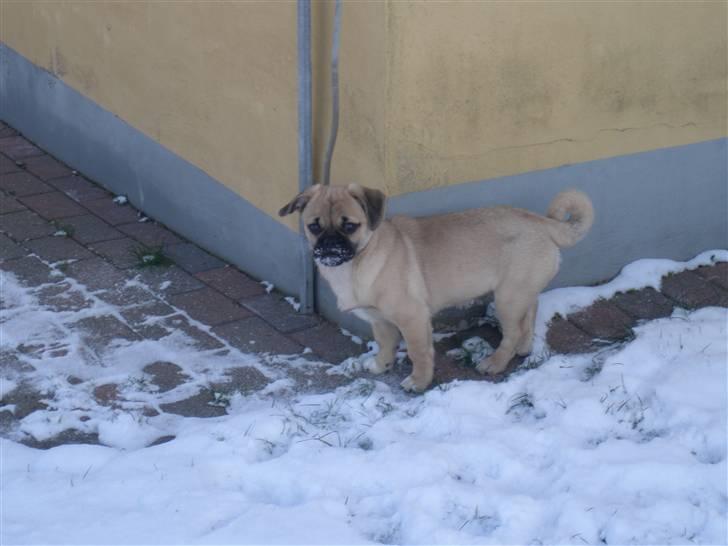 Blanding af racer Bumle :) (fået nyt hjem) - uhh,, tør næsten ikke og gå ud i det kolde sne,,  billede 13