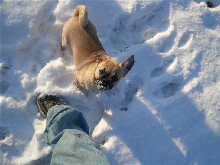 Blanding af racer Bumle :) (fået nyt hjem) - se lige mig far :D det smager bare godt det sne .. billede 15