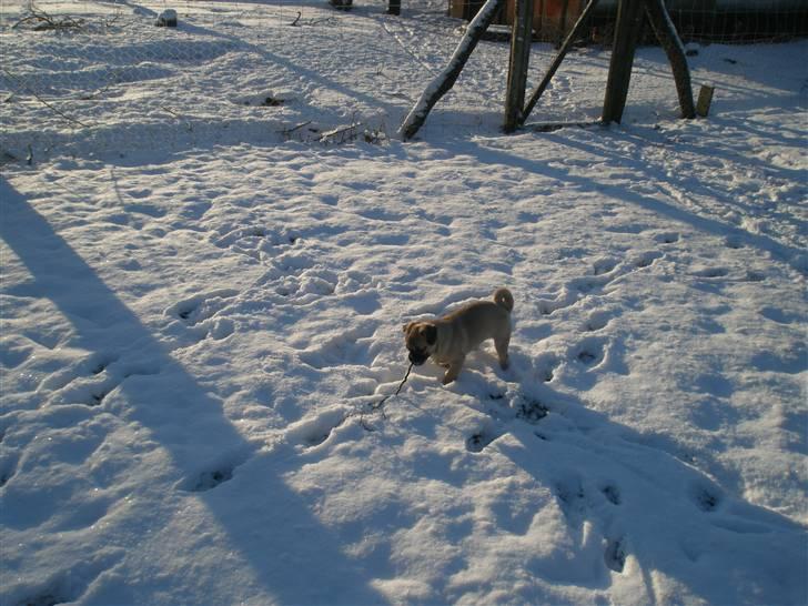 Blanding af racer Bumle :) (fået nyt hjem) billede 16