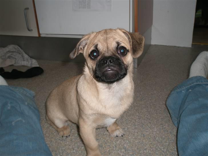 Blanding af racer Bumle :) (fået nyt hjem) billede 17