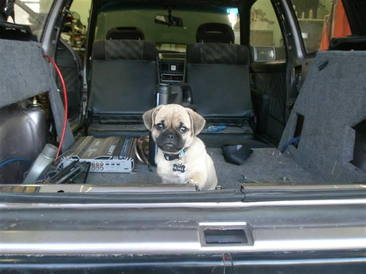 Blanding af racer Bumle :) (fået nyt hjem) - wee,, hjælper lige farmand med og lave bil :D billede 18