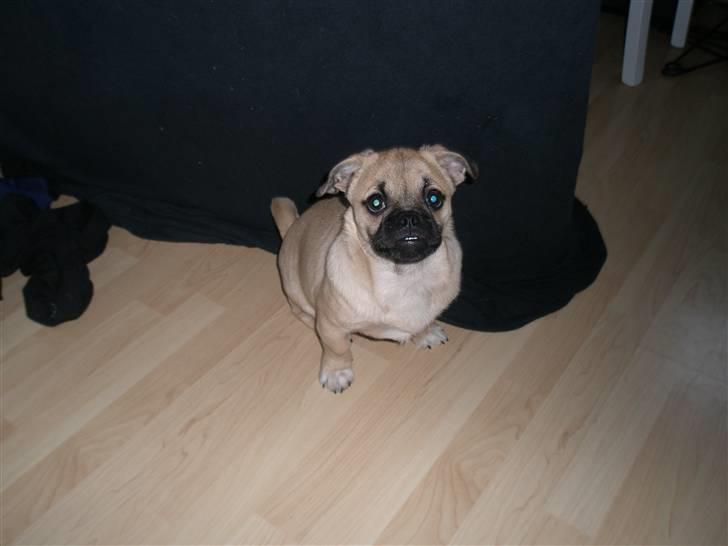 Blanding af racer Bumle :) (fået nyt hjem) billede 19